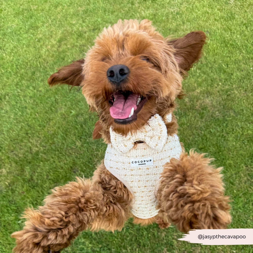 COCOPUP London - Hundegeschirr - Vanilla Tweed