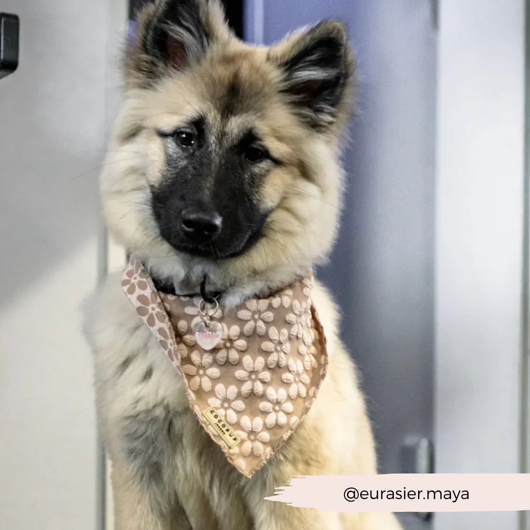 Hundebandana mit Blumenmuster – für den perfekten Look bei deinem Hund.