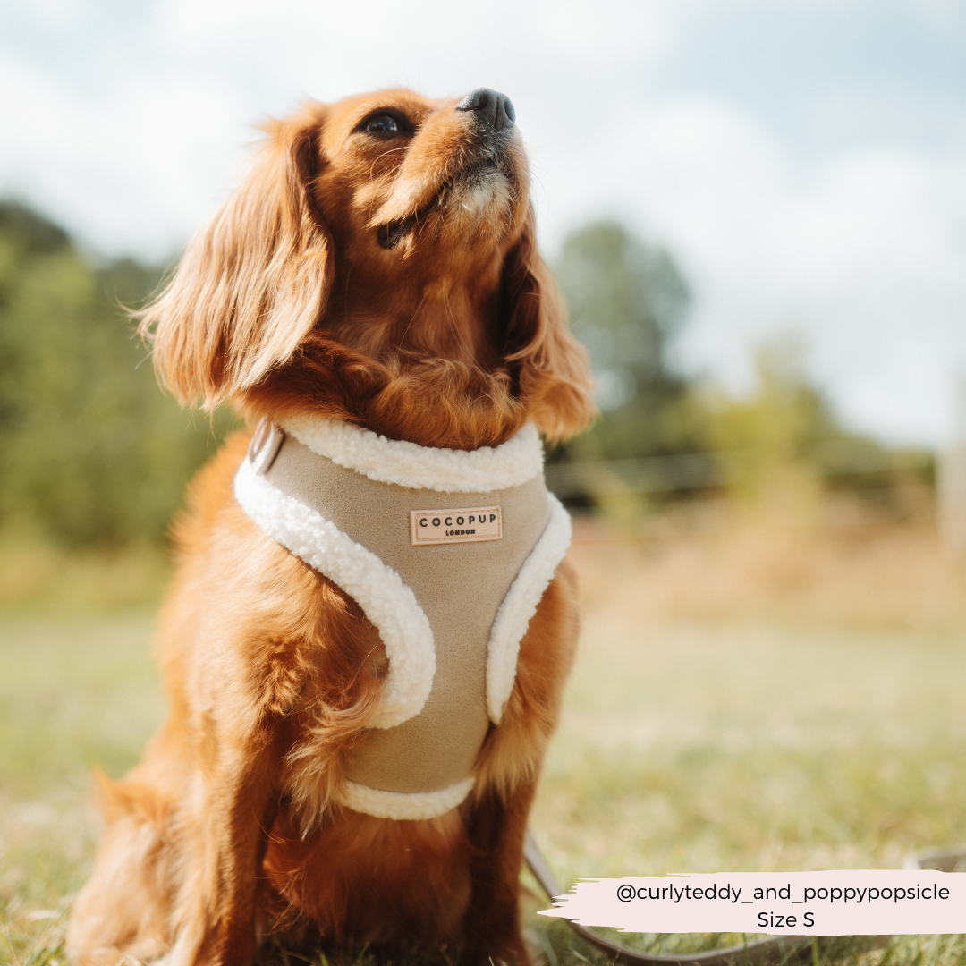 COCOPUP London - Hundegeschirr - Nude Aviator