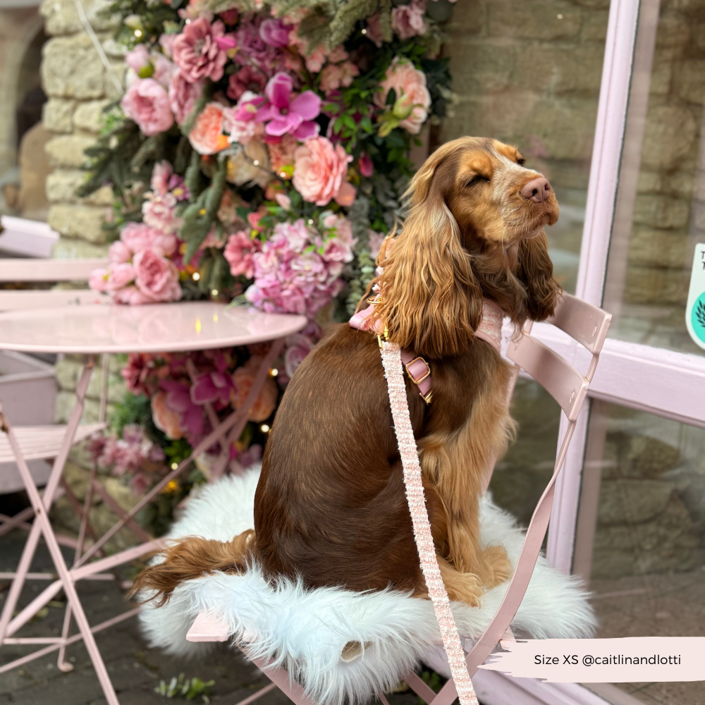 Elegante und funktionale Leine für Hundebesitzer, die auf Stil setzen.