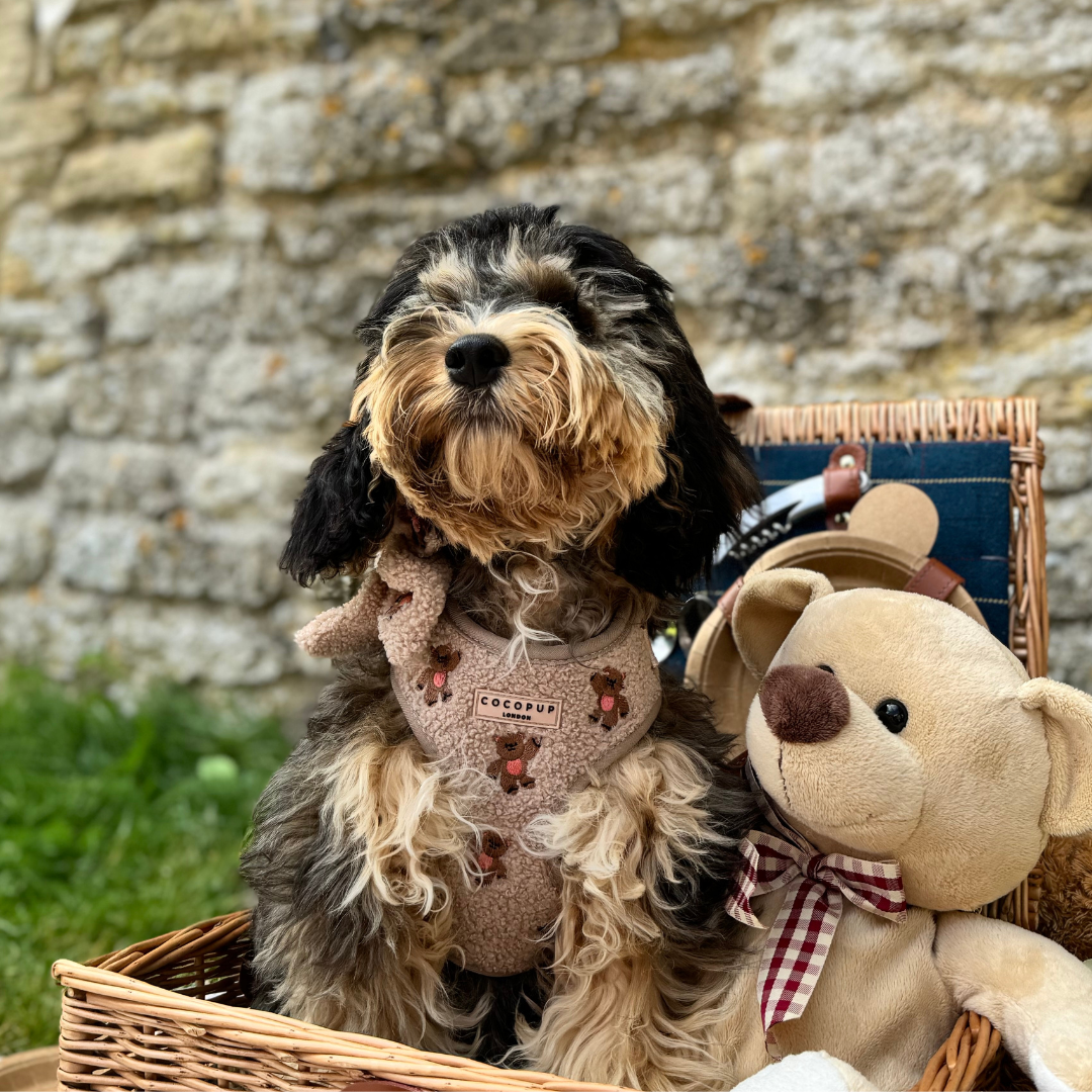 COCOPUP London - Hundegeschirr - Theo Teddy
