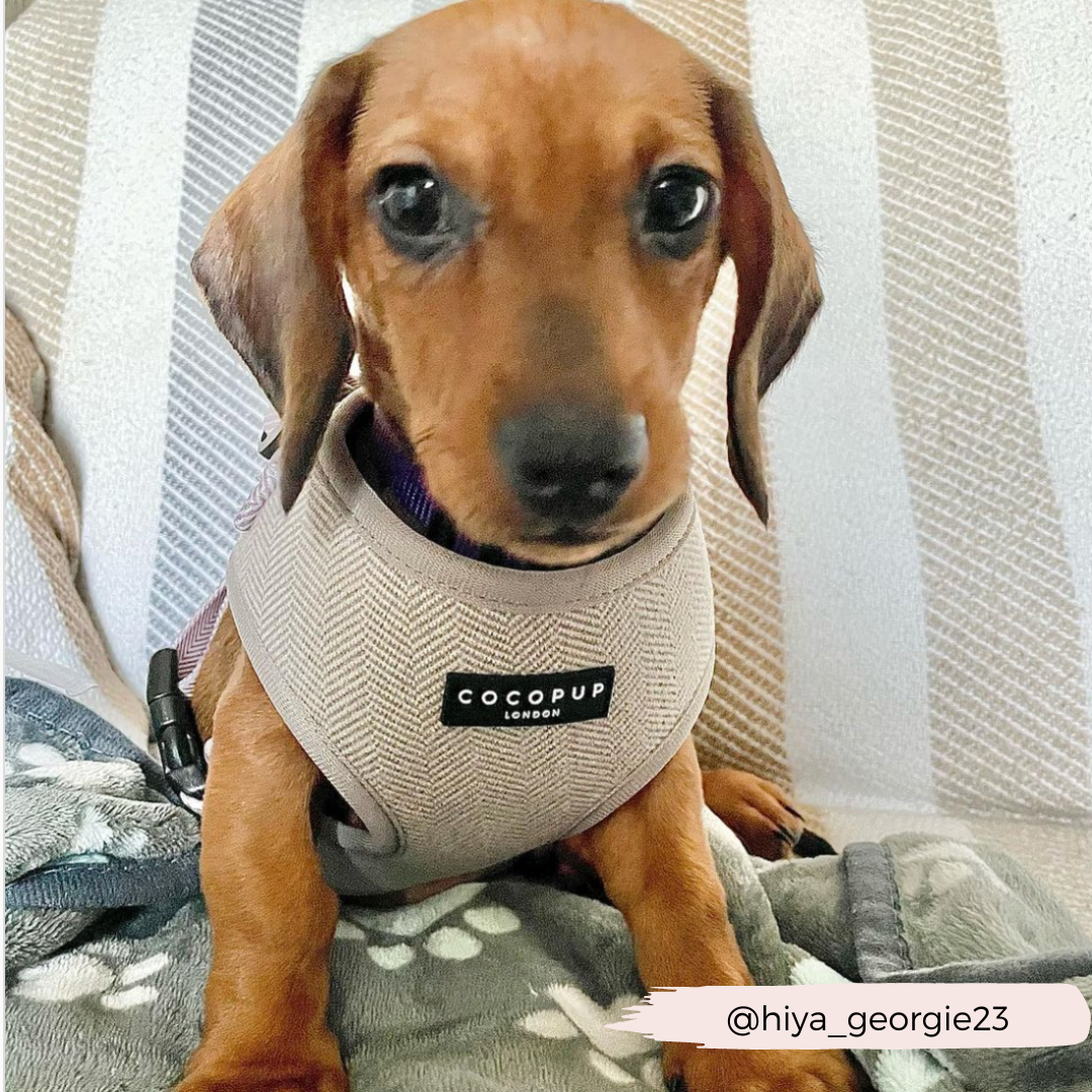 COCOPUP London - Hundegeschirr - Brauner Tweed