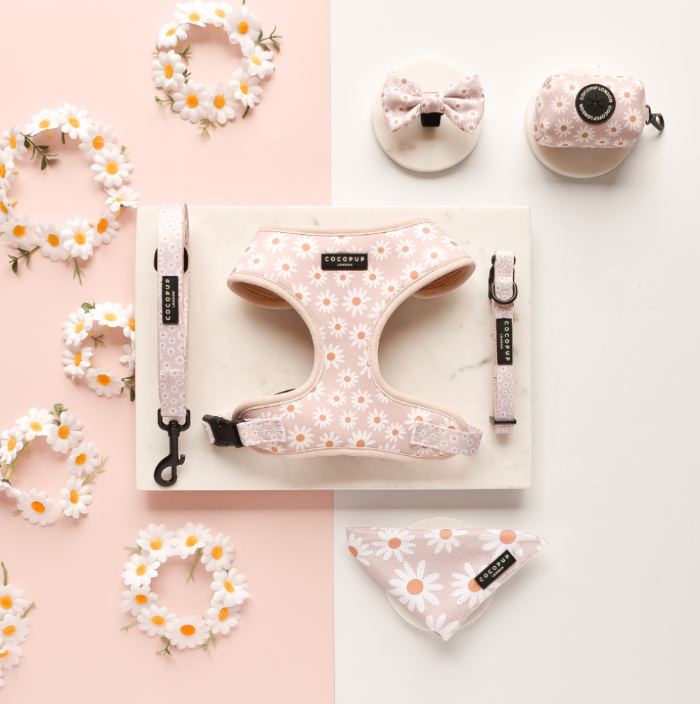 Stylisches Daisy Chain Geschirr mit Gänseblümchen und schwarzem D-Ring für die Leinenbefestigung.