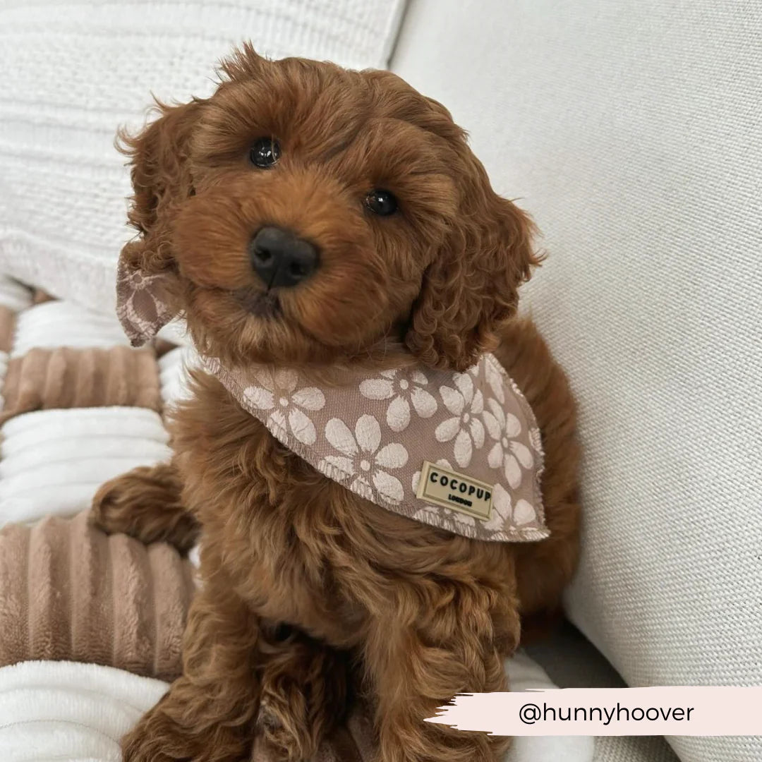 Blumenmuster-Bandana für Hunde, ideal für einen coolen, unkomplizierten Look.