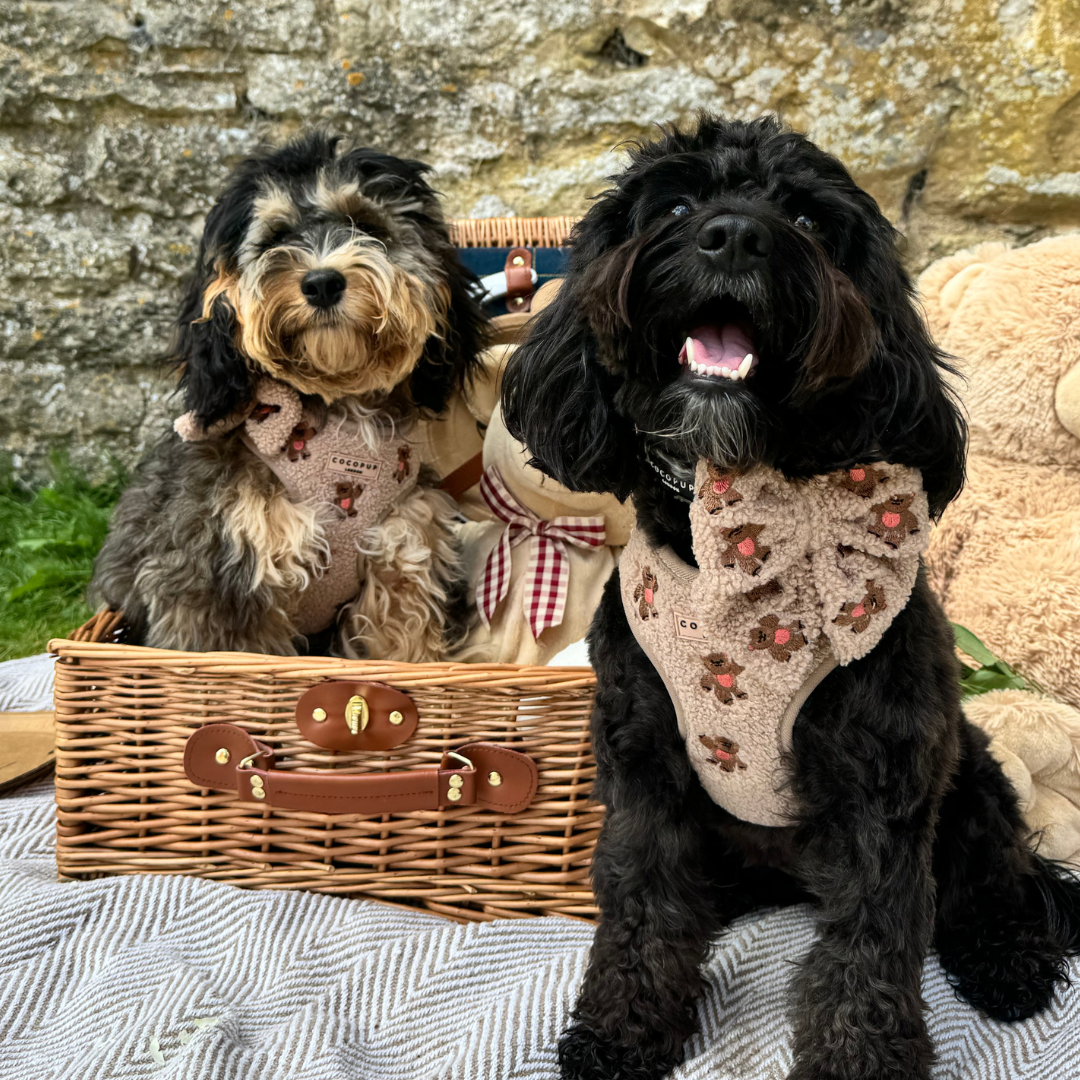 COCOPUP London - Hundegeschirr - Theo Teddy