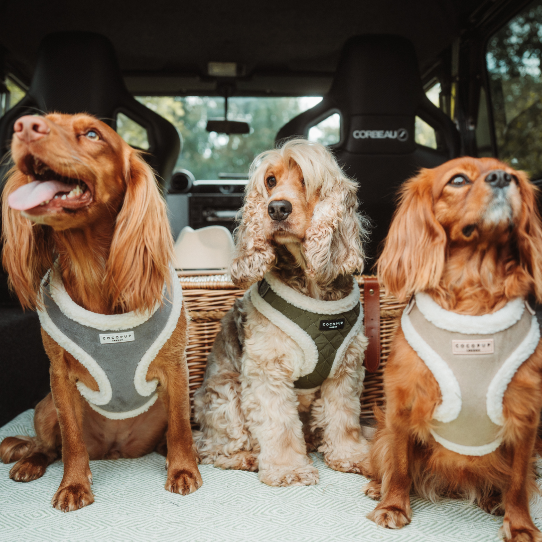 COCOPUP London - Hundegeschirr - Nude Aviator