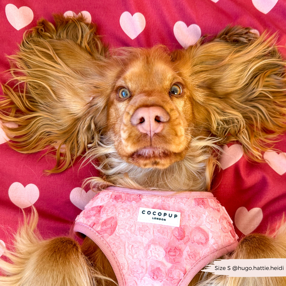 COCOPUP London - Hundegeschirr - Pfingstrosen - Elli by Lena & Lisa