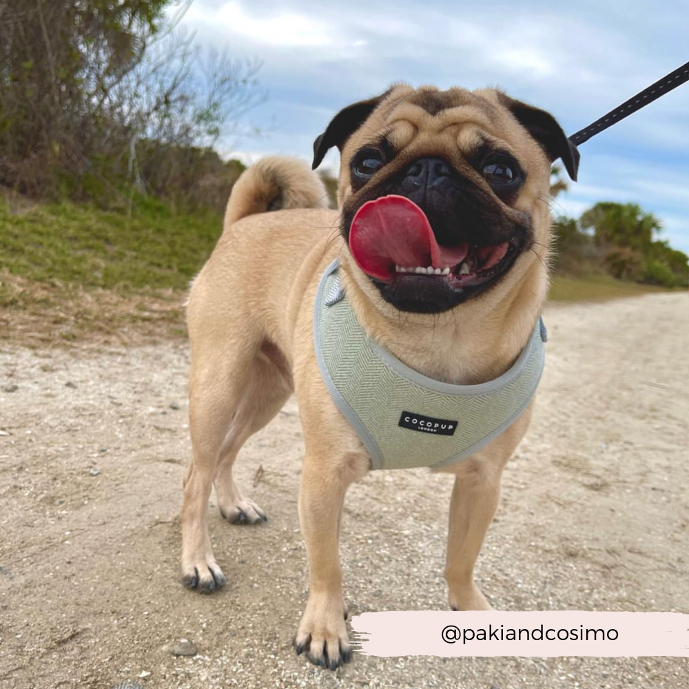 Unser Sage Tweed Adjustable Neck Harness vereint Stil und Funktion! Das klassische Herringbone-Design passt zu jedem Outfit und sorgt dafür, dass dein Hund bei jeder Gelegenheit im Mittelpunkt steht.