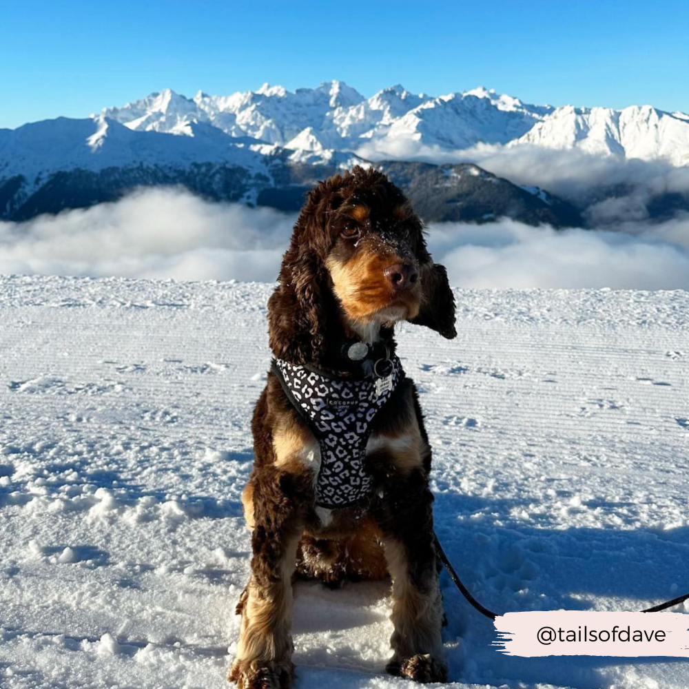 Black Leopard Adjustable Neck Harness – die perfekte Wahl für Hunde, die auffallen wollen!