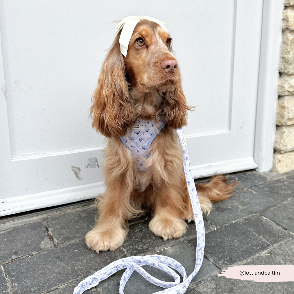 Das Quilted Ditsy Floral Periwinkle Halsgeschirr sorgt für ein elegantes und sicheres „Walkies“-Erlebnis.