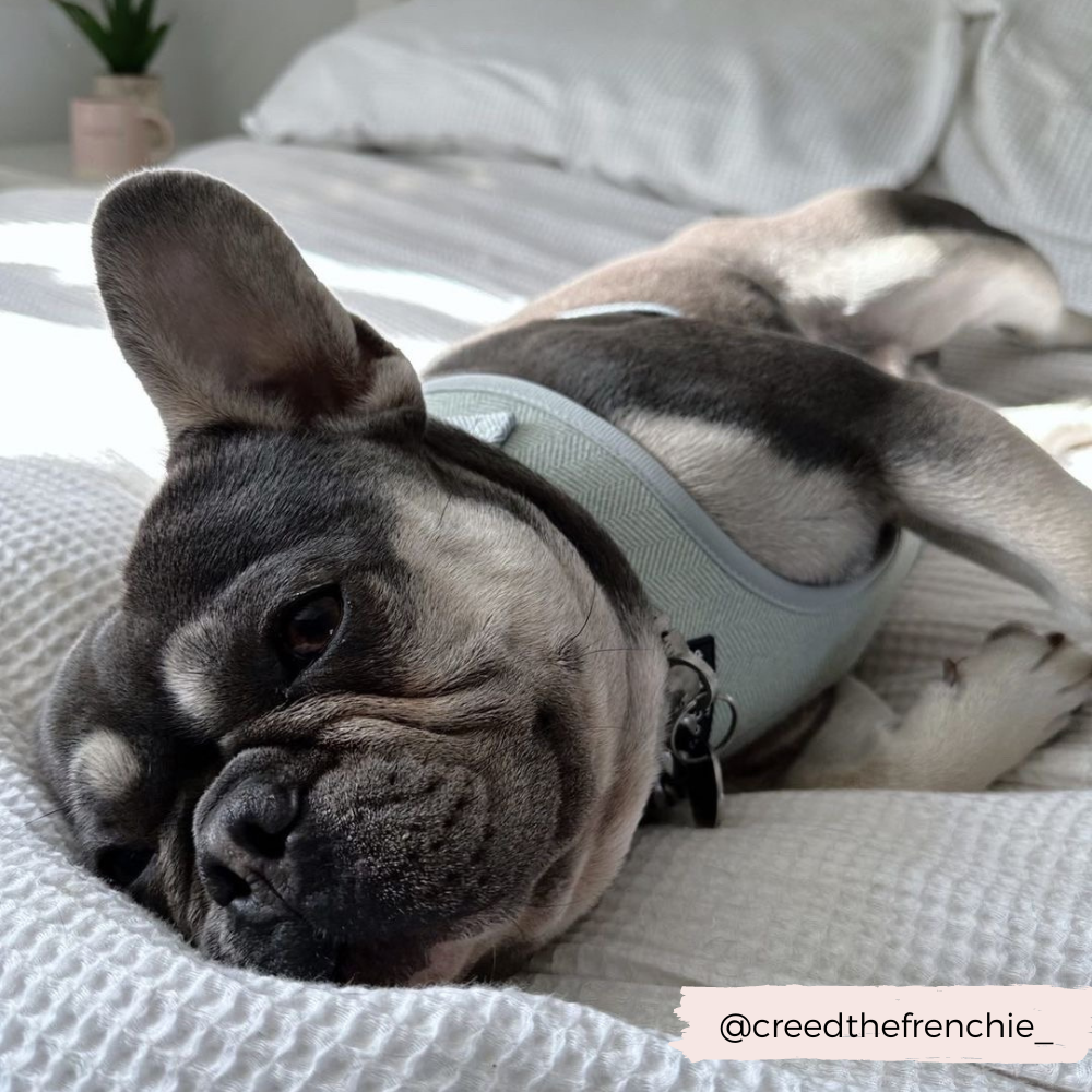 Mit dem Sage Tweed Adjustable Neck Harness bleibt dein Hund nicht nur sicher, sondern sieht auch noch richtig schick aus! Perfekt für elegante Spaziergänge in der Natur oder im Park, ganz bequem und stylisch.
