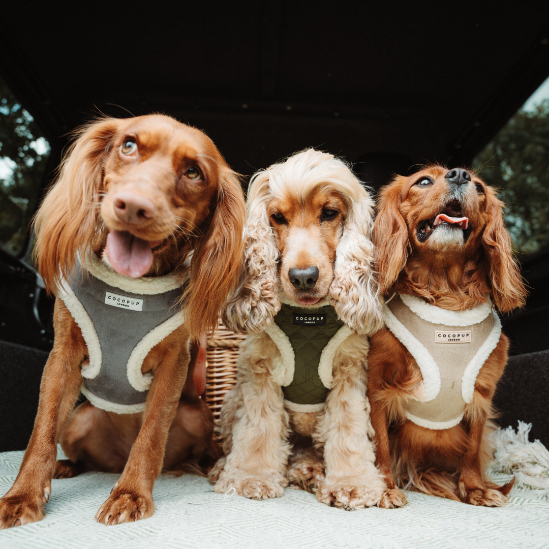 COCOPUP London - Hundegeschirr - Nude Aviator