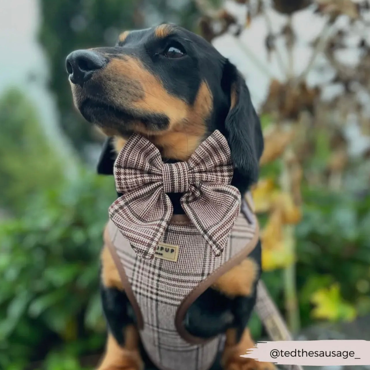 COCOPUP London - Schleife - Pup Plaid