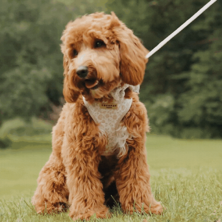 Praktische COCOPUP Luxe Leine im Garden Meadow Design mit drehbarem Clip und zusätzlichem D-Ring zur Befestigung von Hundekotbeuteln.