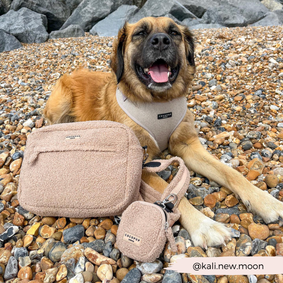 COCOPUP London - Leckerli-Tasche - Teddy Rupert