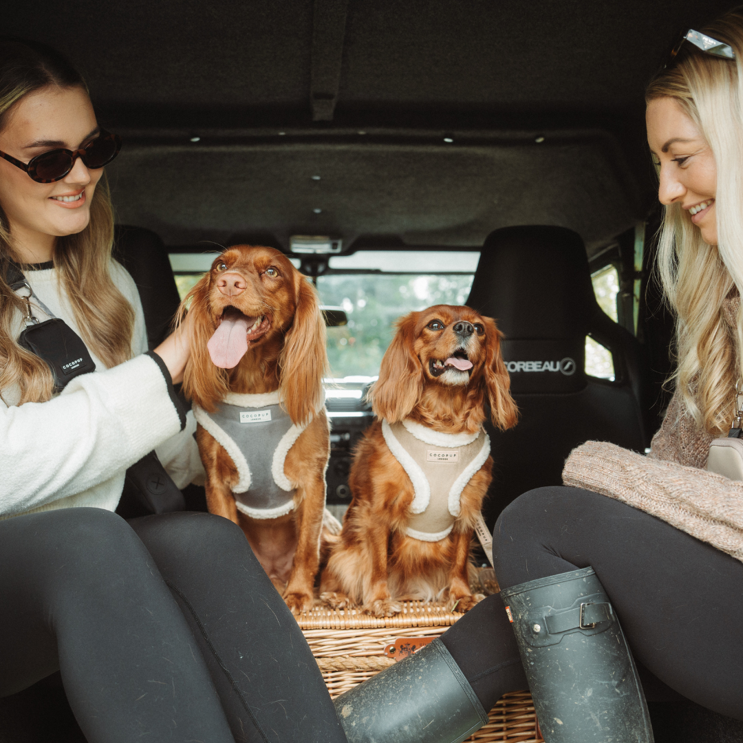 COCOPUP London - Hundegeschirr - Nude Aviator