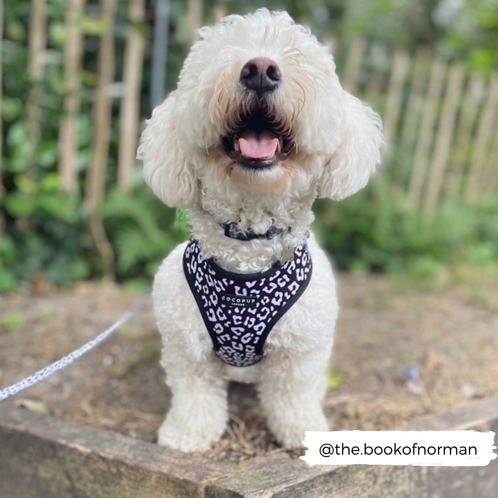 Leopard print für deinen Hund: der Black Leopard Adjustable Neck Harness bietet alles, was du brauchst.