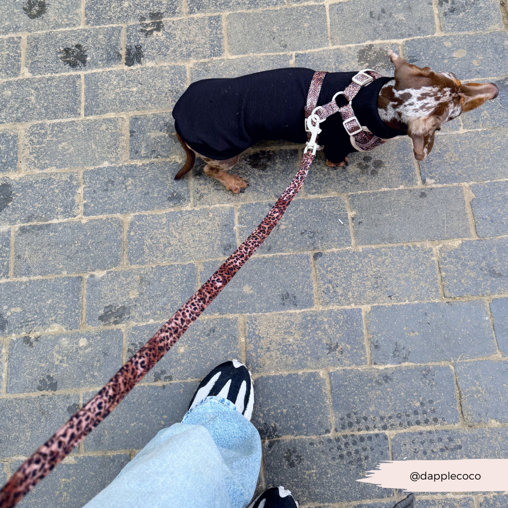 Hundeleine für modebewusste Hunde – Quilted Leopard Hundeleine mit extra Komfort und trendigem Look.