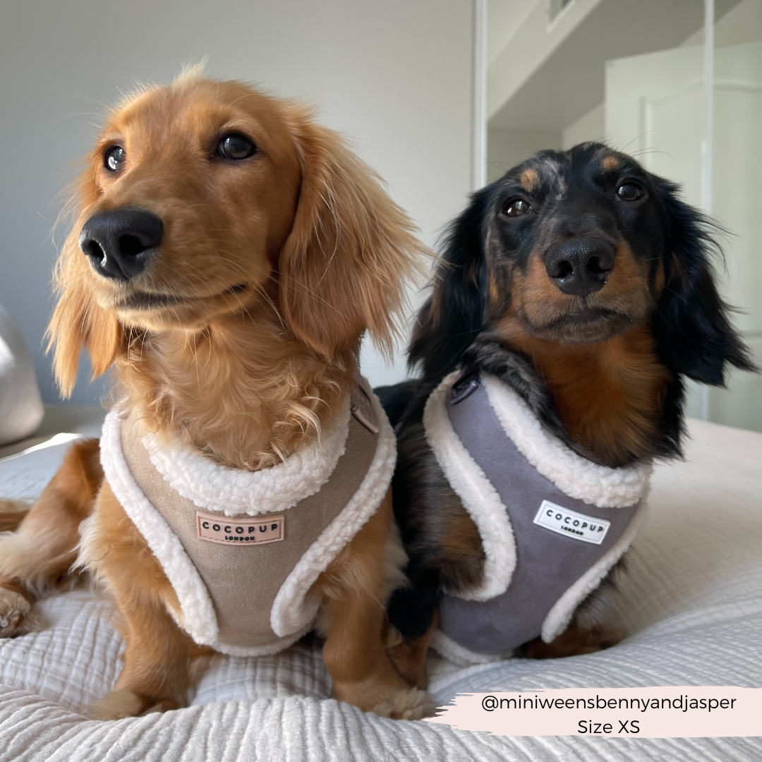 COCOPUP London - Hundegeschirr - Nude Aviator