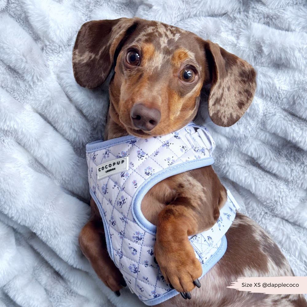 Süß und sicher – das Hundegeschirr mit Blumenmuster ist die ideale Wahl für deinen Liebling.