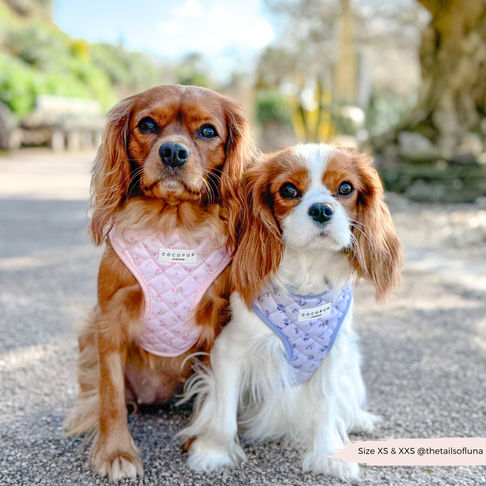 Süßes Hundegeschirr in Rosa: Das "Quilted Ditsy Floral Pink" Geschirr bietet deinem Hund eine bequeme Passform.