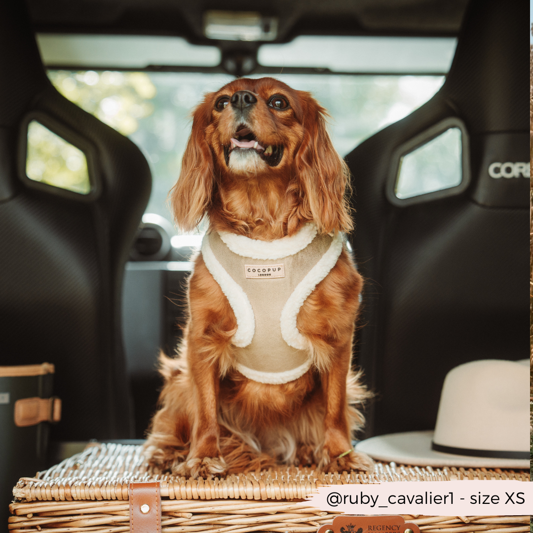 COCOPUP London - Hundegeschirr - Nude Aviator