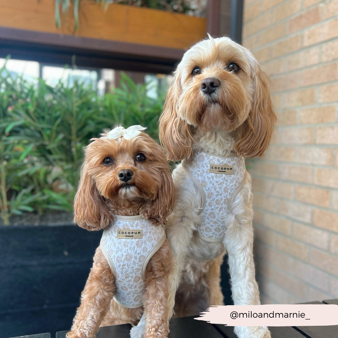 COCOPUP London - Hundegeschirr - Garden Meadow LUXE - Elli by Lena & Lisa