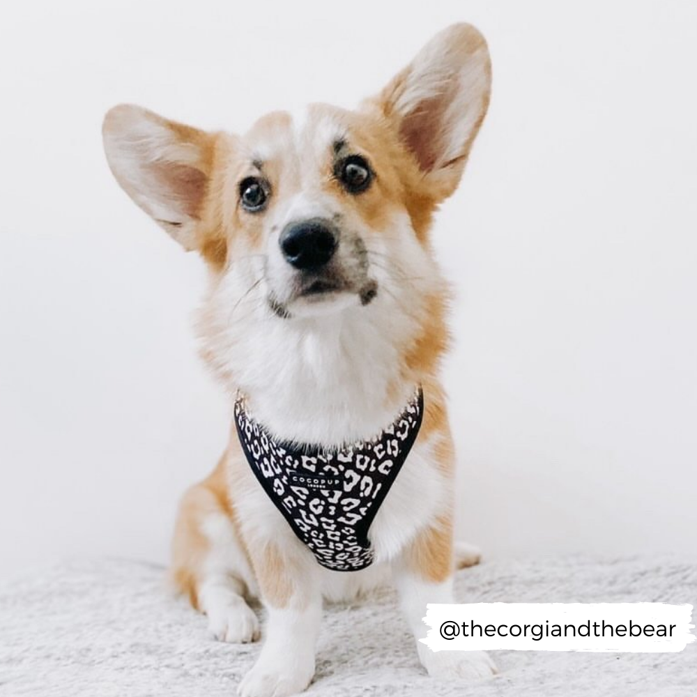 Das verstellbare Black Leopard Adjustable Neck Harness sorgt für perfekten Sitz und Komfort.