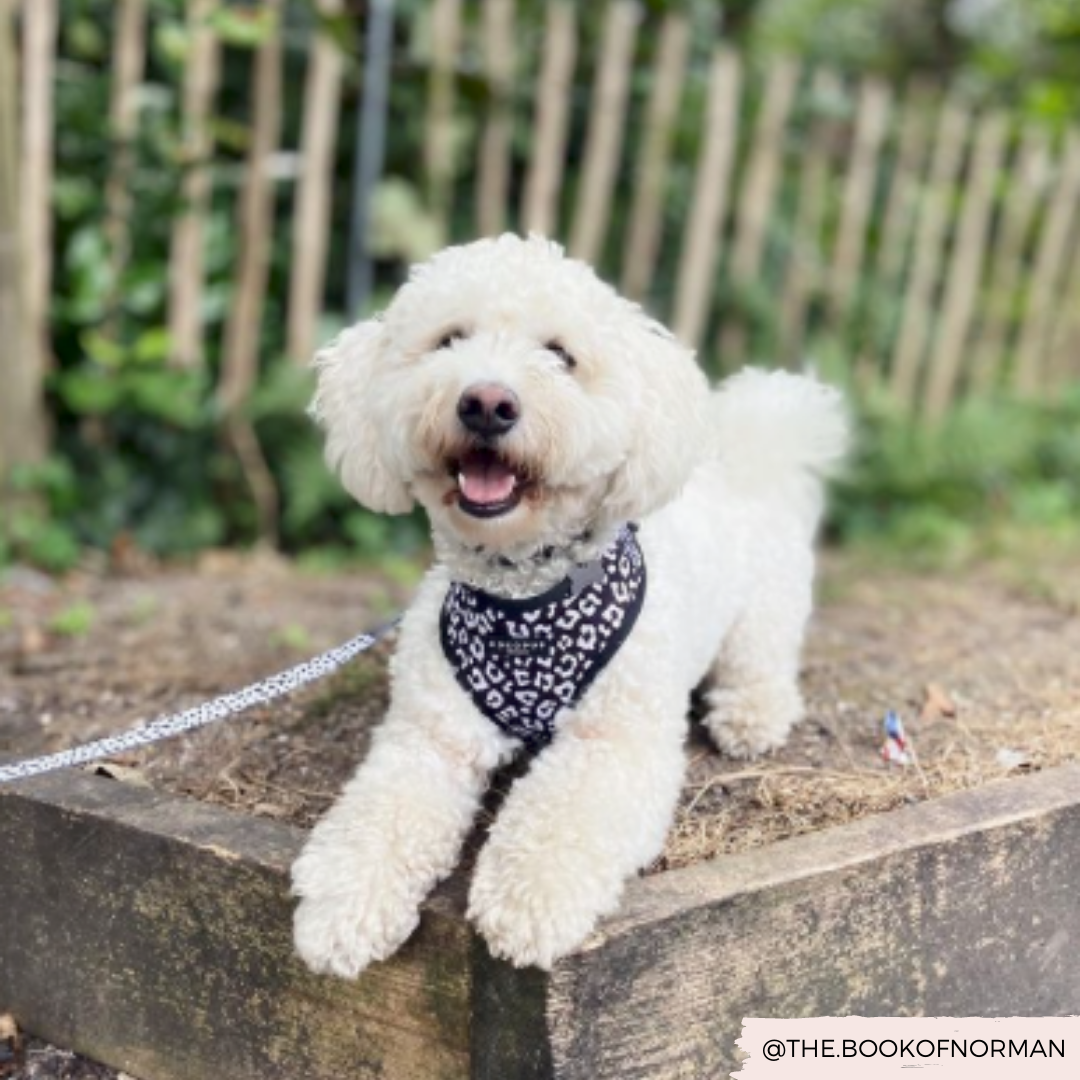 COCOPUP London - Hundegeschirr - Black Leopard - Elli by Lena & Lisa