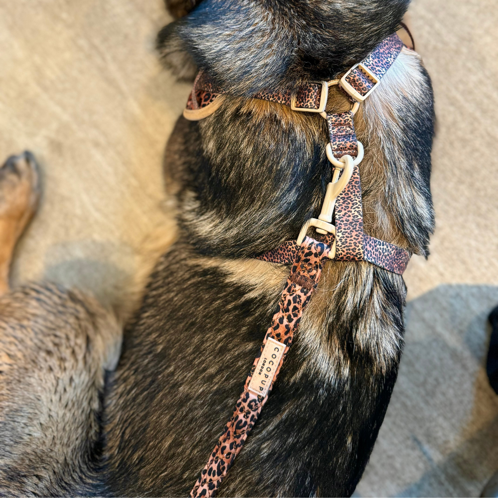 Stylische Hundeleine für deinen Hund – Gepolsterte Leine mit trendigem Leopardenprint, ideal für stylische Spaziergänge.