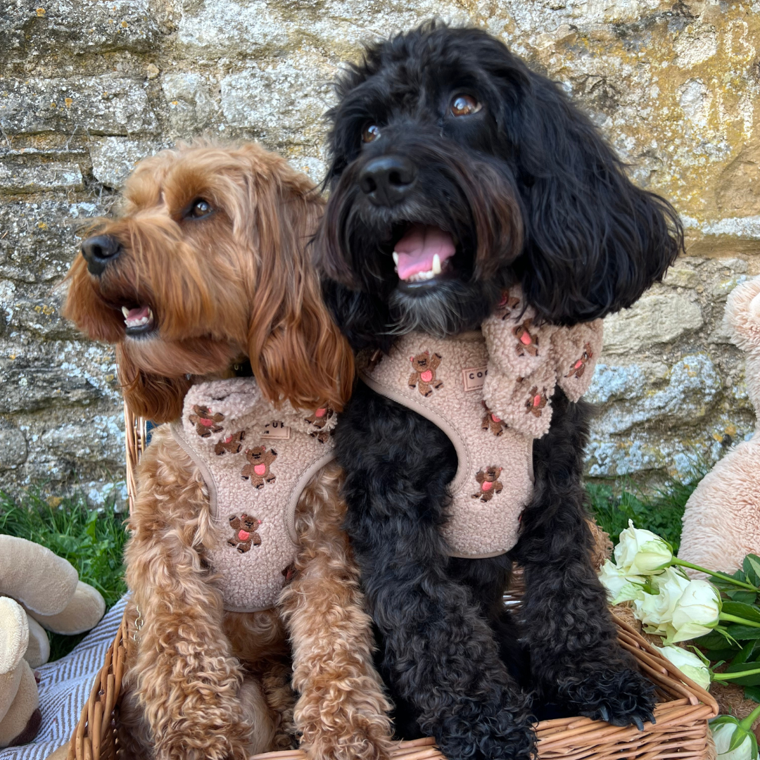 Verstellbares Hundegeschirr "Theo Teddy" von COCOPUP London, mit süßen Teddy-Stickereien und einer komfortablen Passform für deinen Hund.