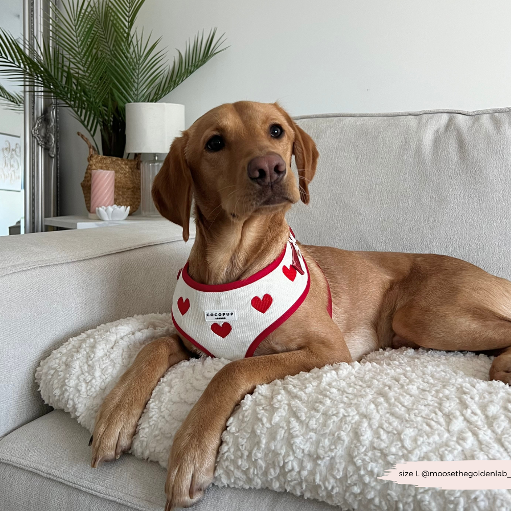 Verstellbares Hundegeschirr mit niedlichen Herz-Motiven – ideal für deinen Hund.