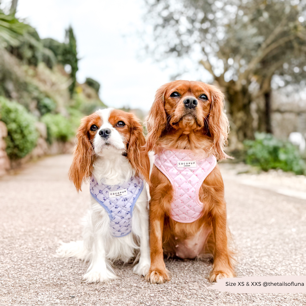 Halsgeschirr mit Blumenmuster für deinen Hund: Ein bequemes, sicheres und stilvolles Geschirr für den täglichen Spaziergang.