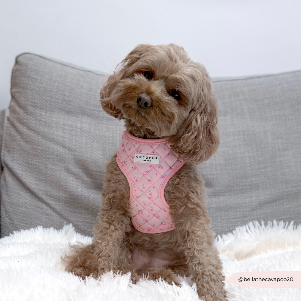 Hundegeschirr im blumigen Design: Rosa, verstellbares Geschirr für Spaziergänge mit deinem Hund.