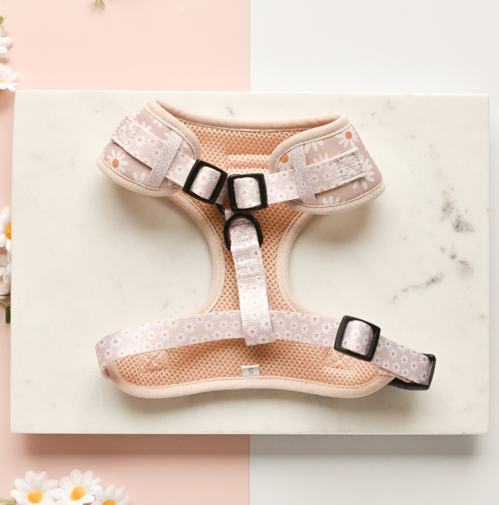 Komfortables Daisy Chain Geschirr aus Neopren für Hunde, perfekt für den Frühling – leicht und verstellbar.