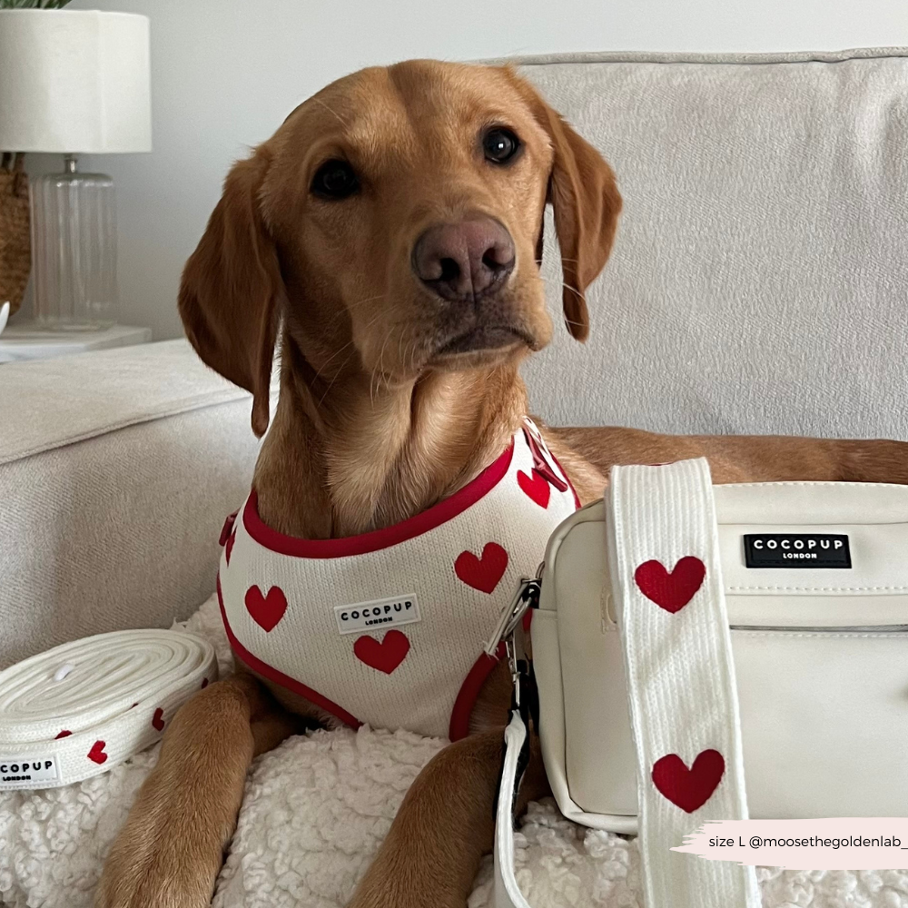 Weiches, besticktes Hundegeschirr mit Herz-Design – bequem und modisch zugleich.