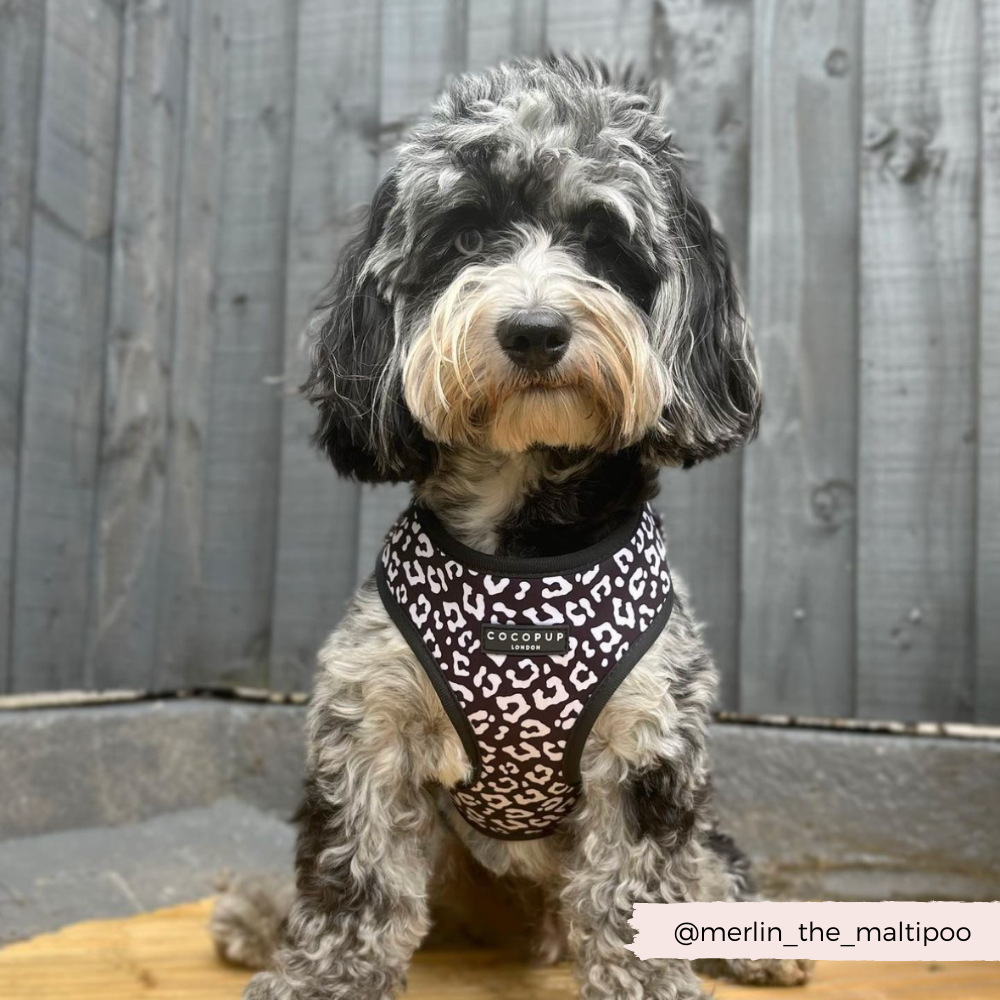 Auf dem nächsten Spaziergang ist dein Hund mit dem Black Leopard Adjustable Neck Harness der Hingucker.