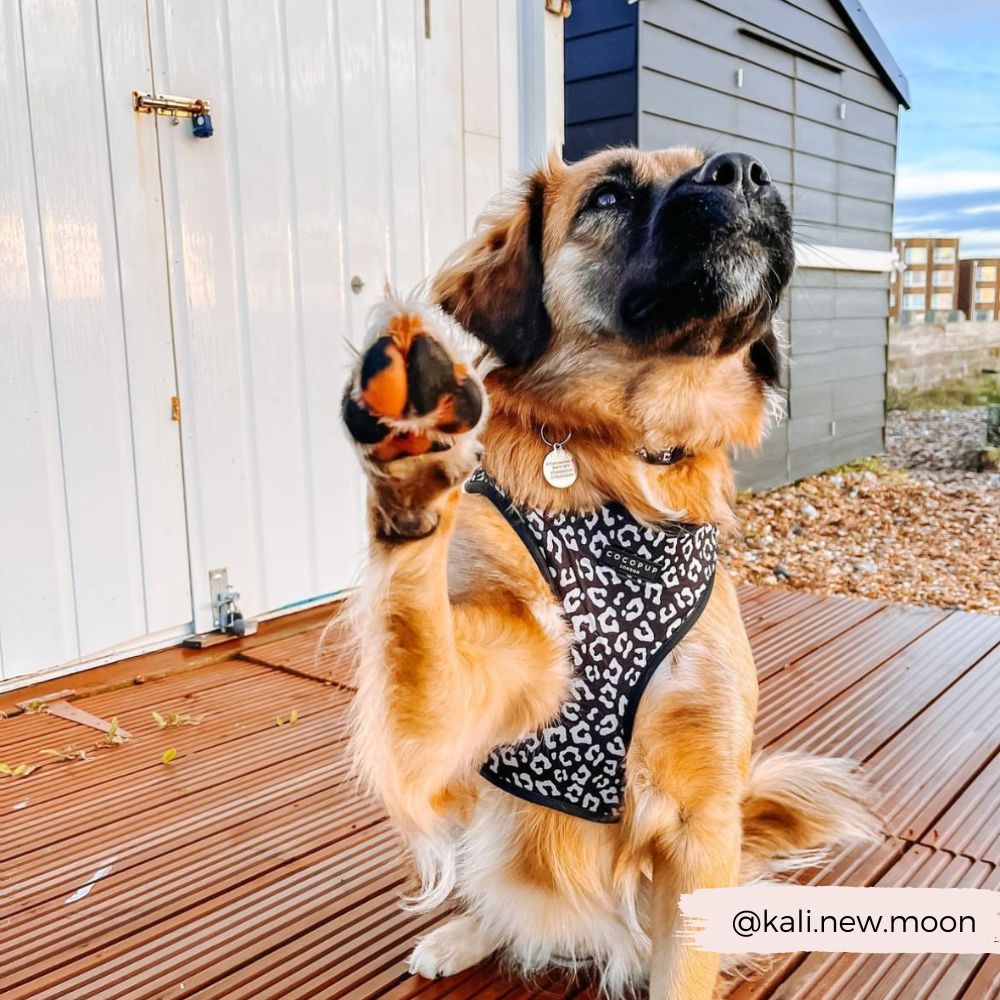 Dein Hund wird den Black Leopard Adjustable Neck Harness lieben – stylisch, bequem und sicher.