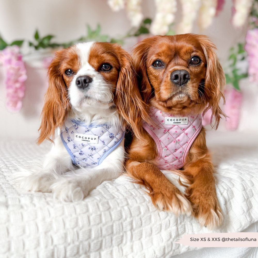 Hundegeschirr in rosa Blumenoptik: Ideal für Frühling und Sommer – verstellbares Halsgeschirr für deinen Hund.