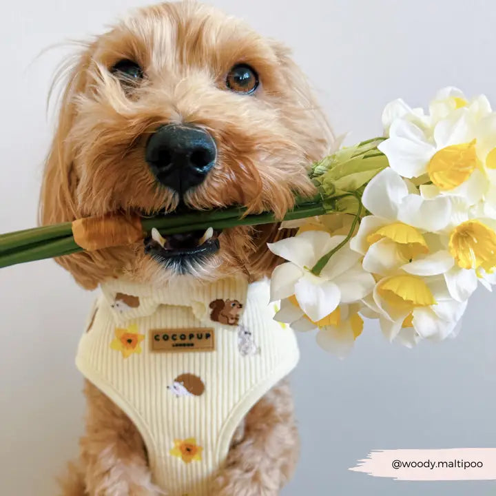 COCOPUP London - Hundegeschirr - Woodland - Elli by Lena & Lisa