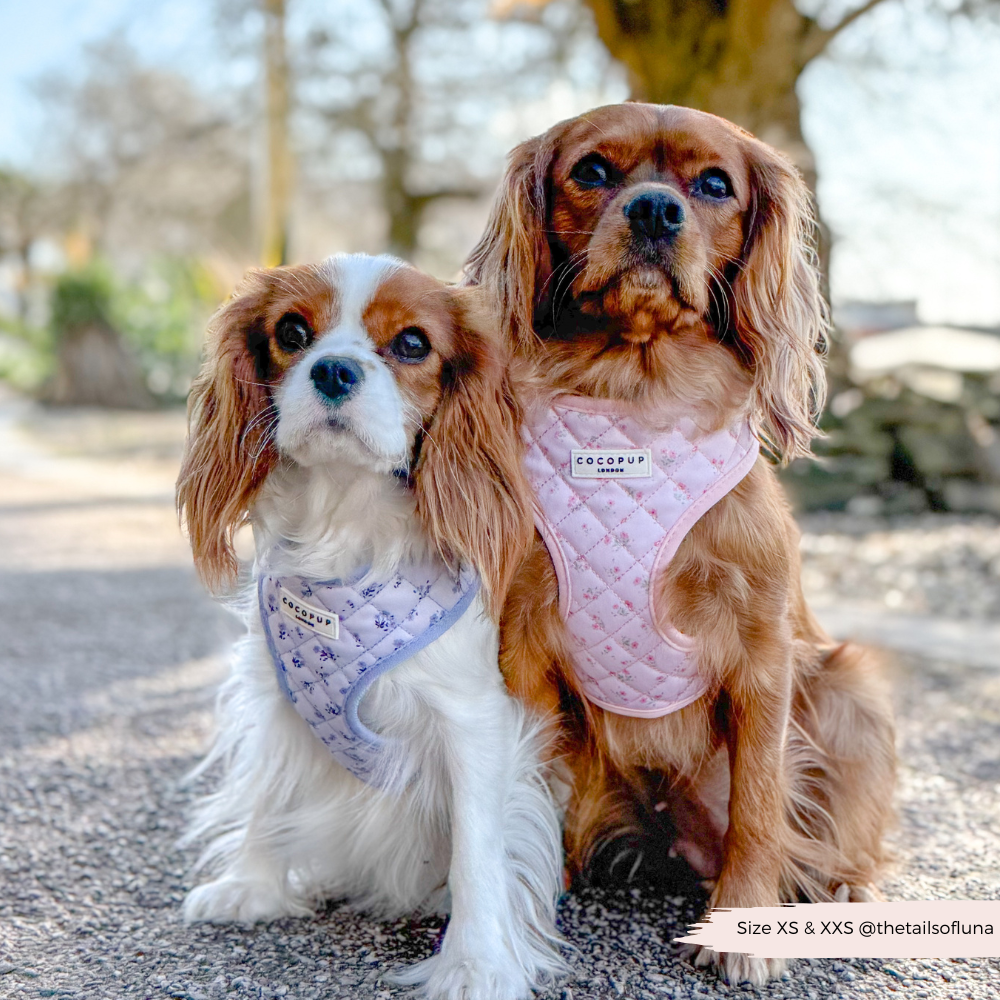 Hundegeschirr für modebewusste Hunde: Verstellbares Geschirr in Rosa mit Blumenmuster für deinen Hund.