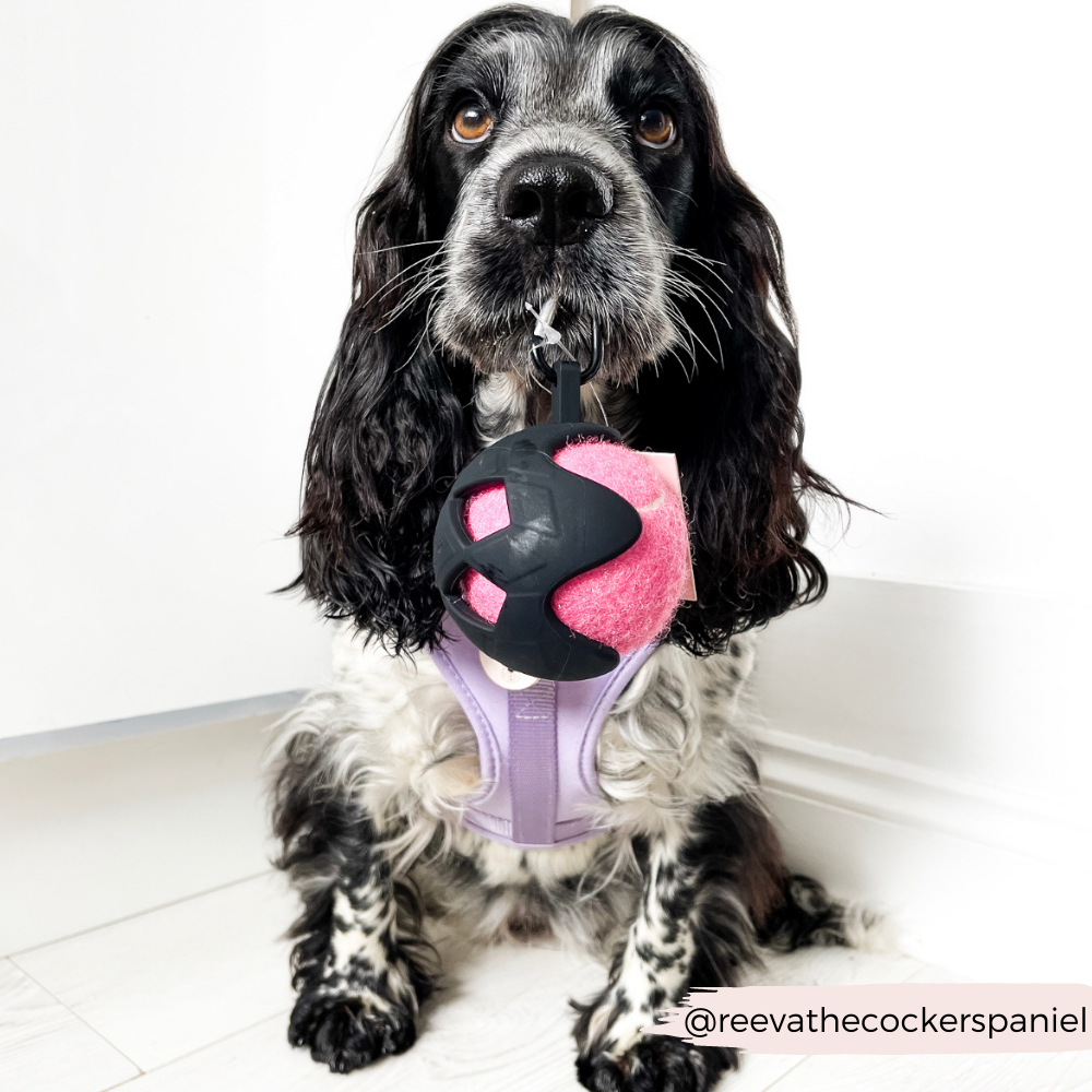 Stilvoller Ballhalter für deinen Hund, der keine zusätzliche Tasche benötigt.
