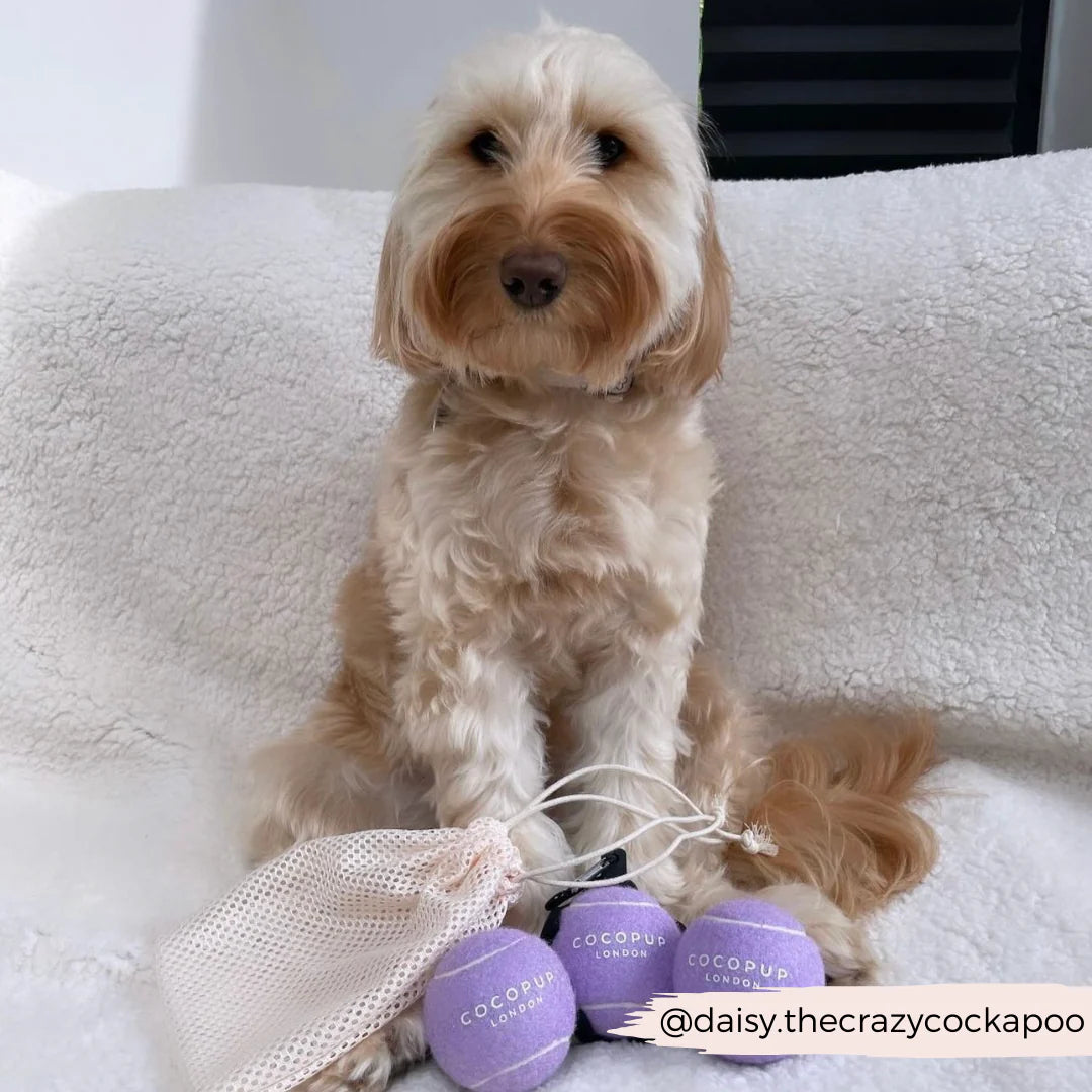 Lively Lilac – der Tennisball, der deinem Hund Haltbarkeit und springfreudiges Spielvergnügen bietet.
