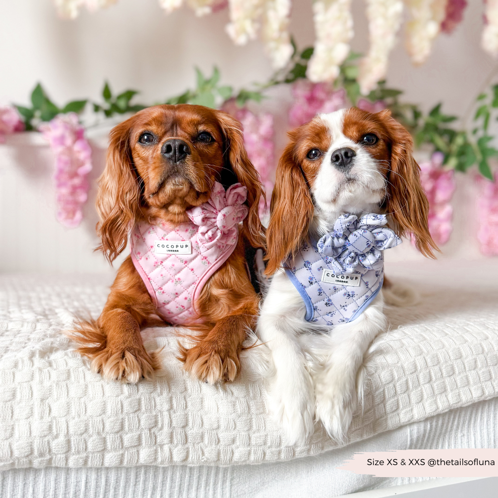 Stylisches Hundegeschirr im floralen Design: Rosa Geschirr für Hunde, ideal für tägliche Spaziergänge im Frühling.