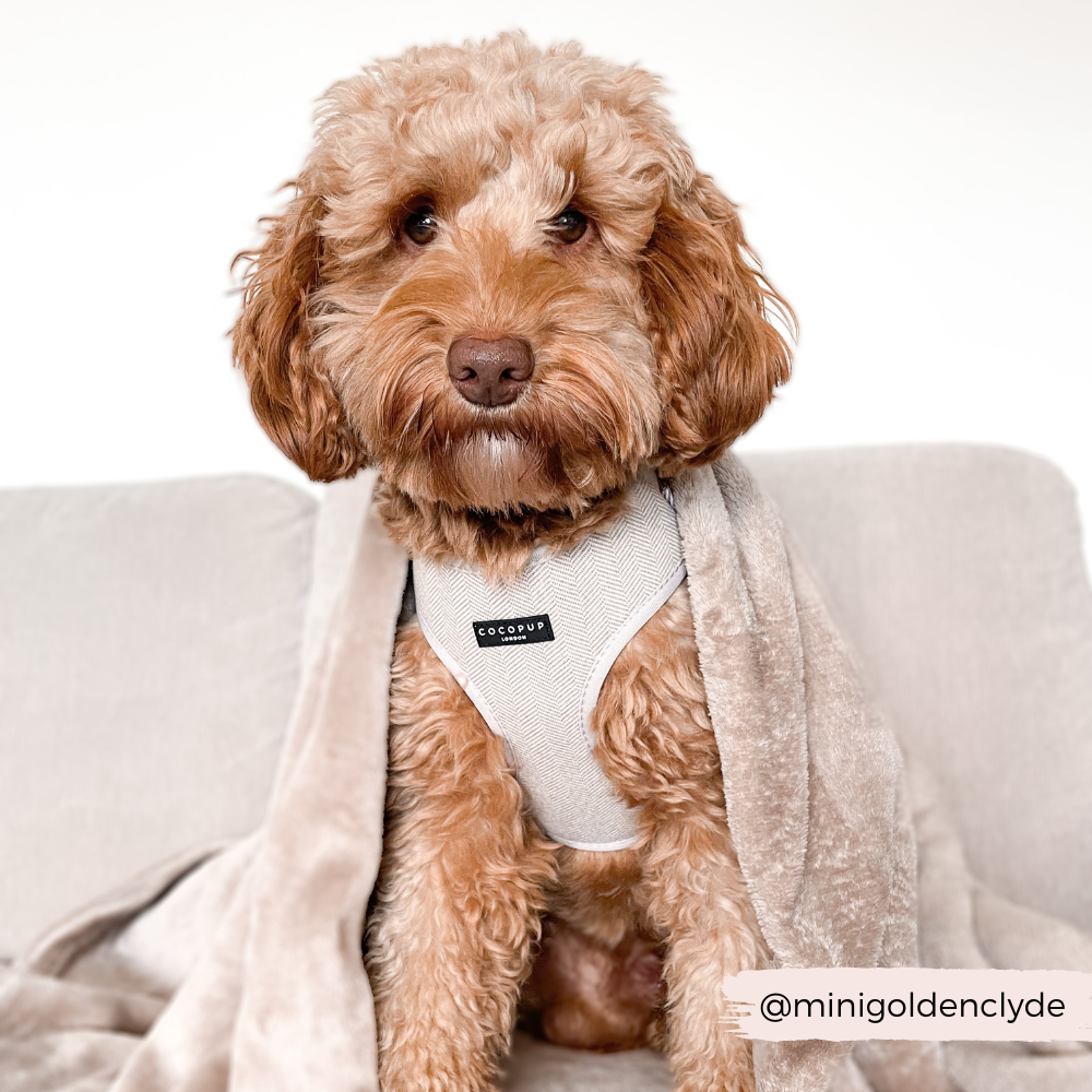 COCOPUP London - Hundegeschirr - Brauner Tweed