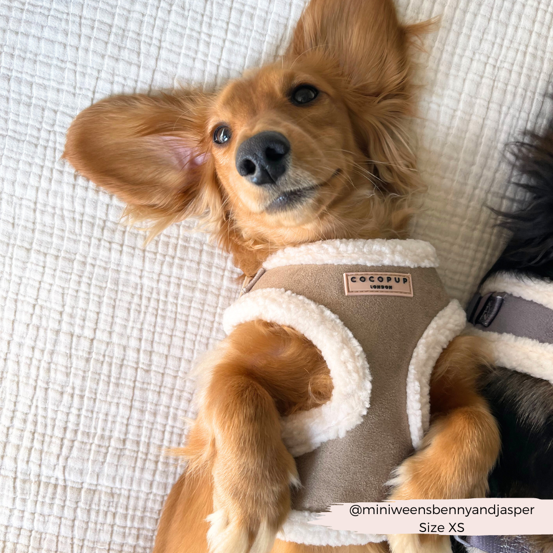 COCOPUP London - Hundegeschirr - Nude Aviator