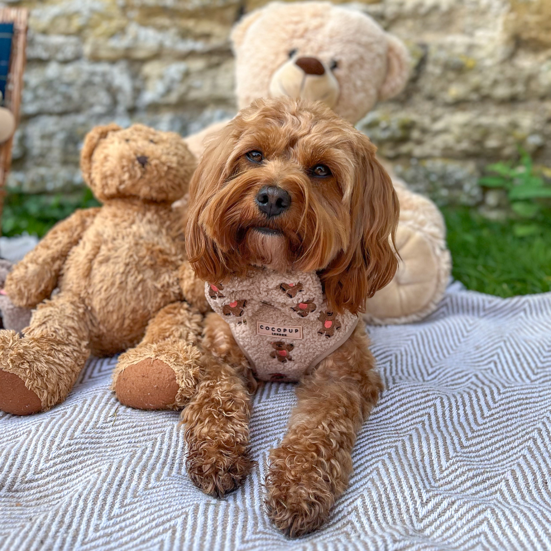 COCOPUP London - Hundegeschirr - Theo Teddy