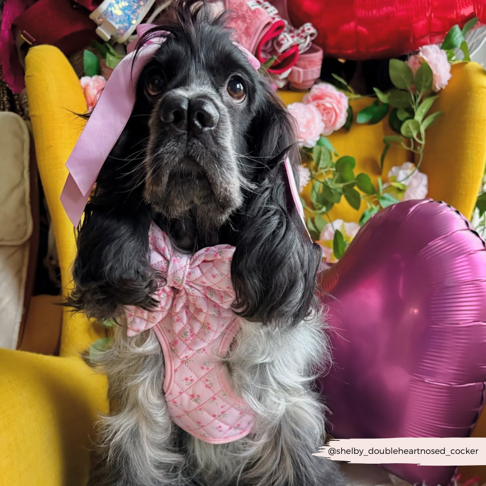 Rosa Hundegeschirr für einen fröhlichen Spaziergang: Verstellbares Halsgeschirr im Blumenlook für deinen Hund.