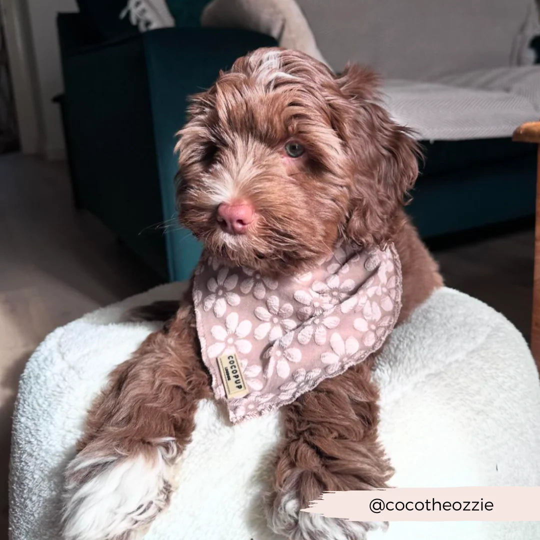 Einfach zu bindendes LUXE Bandana für deinen Hund – bequem und modisch.