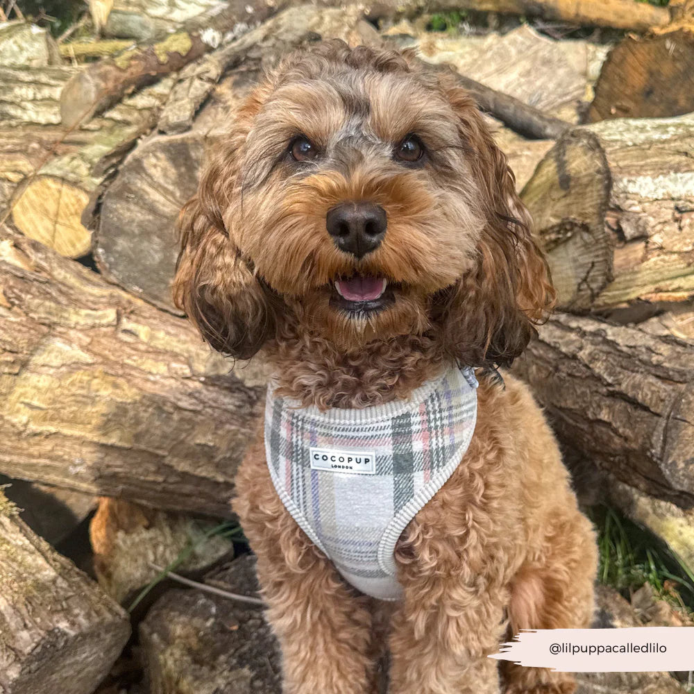 COCOPUP London - Hundegeschirr - Oxford Plaid
